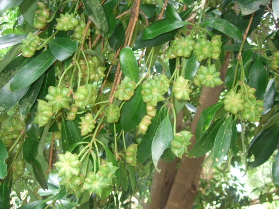 供应八角苗和茴香苗和广西八角树简介