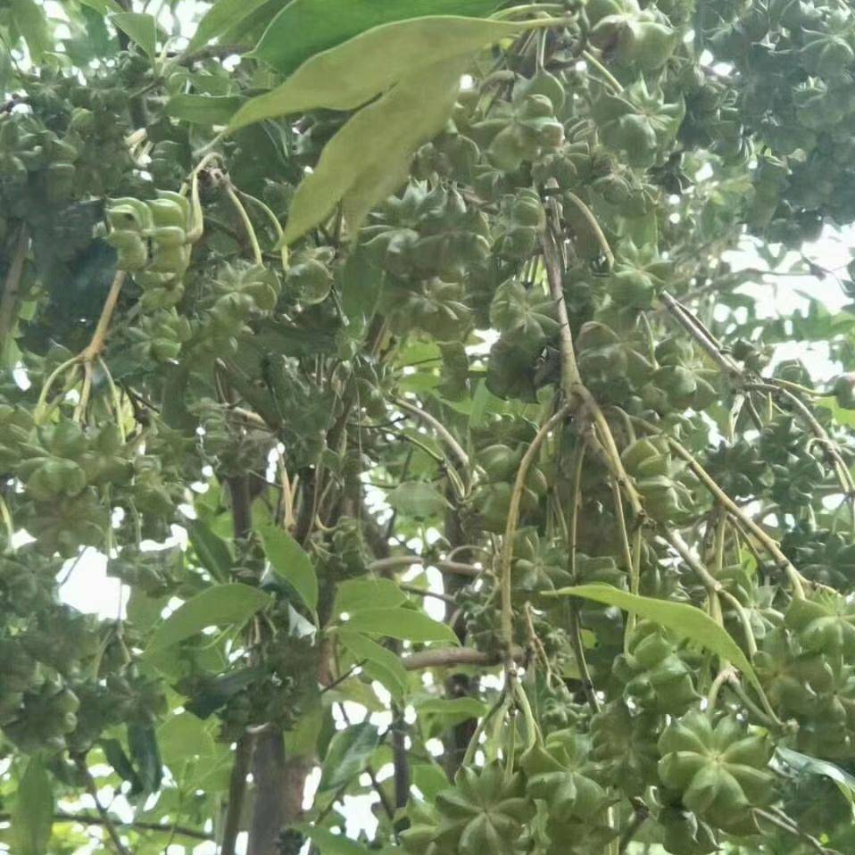 供应八角种子和茴香种子和玉林茴香树介绍