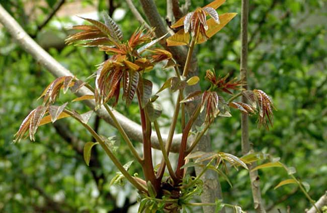 供应香椿苗和赤苍藤苗基地 广西蓝花楹苗厂家