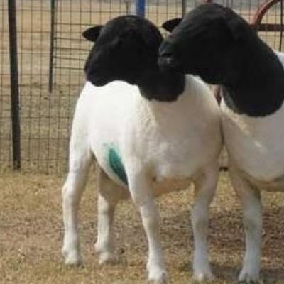 莎车县农业农村局和田县农业农村局乌恰县农业农村局多胎羊