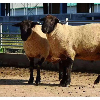 新疆托里县农业农村局招标多胎羊尼勒克县农业农村局养殖场